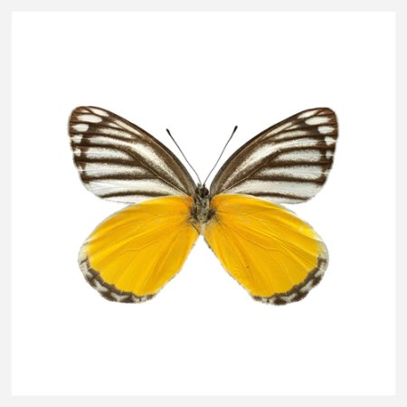 Yellow Jezebel Butterfly Ultra High Resolution Print