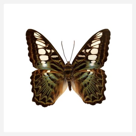 Clipper Butterfly Ultra High Resolution Print