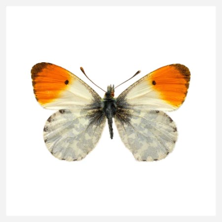 Orange-Tip Butterfly Ultra High Resolution Print