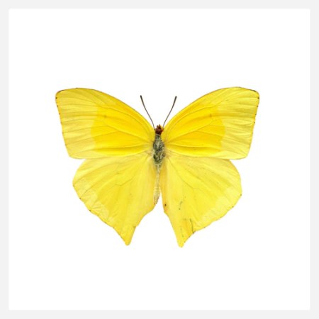 Sulphur Butterfly Ultra Hight Resolution Print